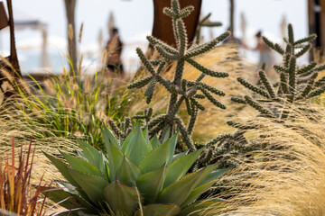 Cacti, cereals and agave in a flowerbed in the park
