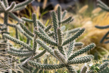 Cacti, cereals and agave in a flowerbed in the park
