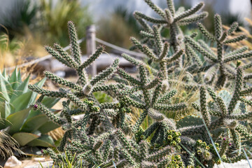 Cacti, cereals and agave in a flowerbed in the park
