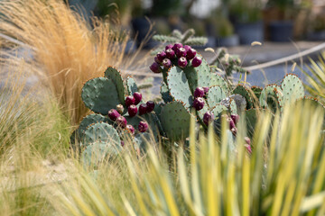 Cacti, cereals and agave in a flowerbed in the park
