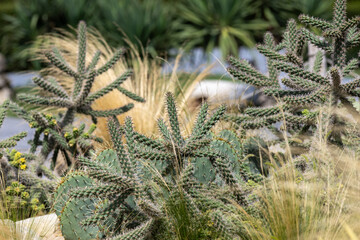 Cacti, cereals and agave in a flowerbed in the park
