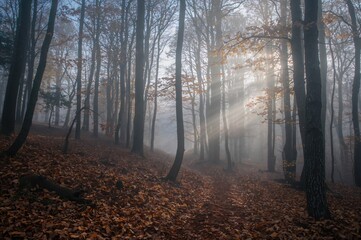Obraz premium Foggy woodland scene at dawn during fall