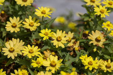 Multicolored zinnia branches on a blurred background in the park
