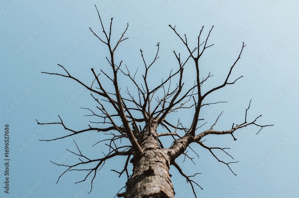 Poster view from below of a leafless tree with a clear sky background