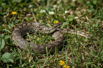The non-poisonous grass snake, also known as the ringed or water snake, basking in a backyard on a sunny summer afternoon.