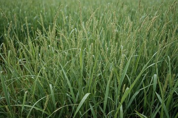 Tiny stalks of Sinensis Miscanthus resembling zebra grass