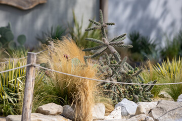 Cacti, cereals and agave in a flowerbed in the park
