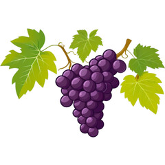 Fototapeta premium bunch of grapes