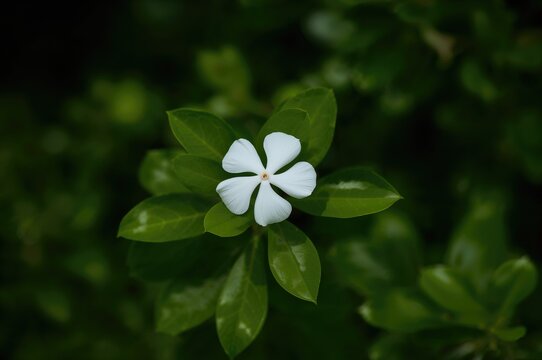 A fragile white blossom unfolding amidst vibrant green foliage on a tree branch. The Cerbera odollam flower features five soft, gently overlapping petals with a faint pink core.