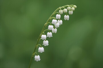 Convallaria majalis, commonly known as lily of the valley, is traditionally used in wedding ceremonies and can be quite costly. It is customary in some countries to sell this flower on International