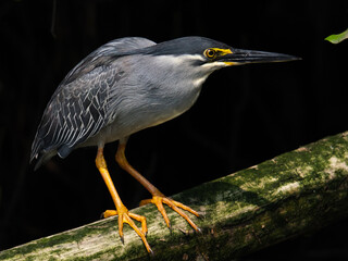 blue heron ardea cinerea