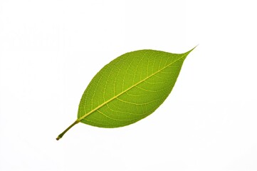 Obraz premium Single cherry tree leaf against a white backdrop
