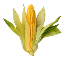 Corn in the skin on a white background. Cob of corn close up