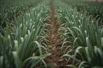 Fototapeta premium Selective focus on leek crops in a field