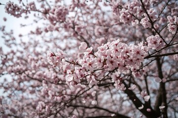 Obraz premium Stunning view of flower petals drifting gently on the wind with blurred trees in the backdrop