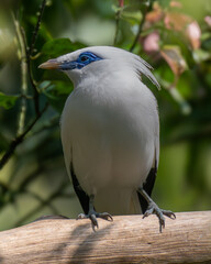 Bali myna on a branch