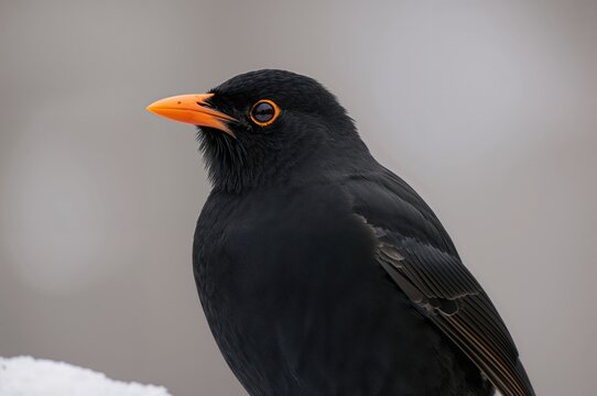 Male blackbird perched on a tree limb during a chilly winter morning. Detailed close-up of a blackbird showing its bright orange beak, dark feathers, and distinct orange eye-ring.