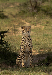 Portrait of a cheetah under a tree shade, Masai Mara, Kenya