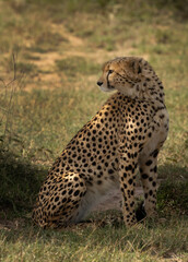 Closeup of a cheetah at Masai Mara, Kenya