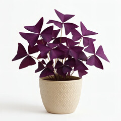 Oxalis triangularis in pot