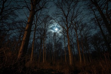 Trees Illuminated by Moonlight