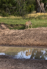 A cheetah near a water channel with reflection, Masai Mara, Kenya