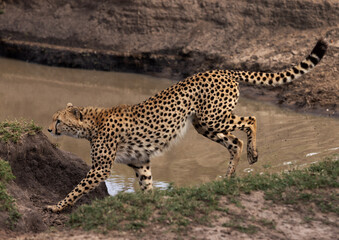 A cheetah crossing a water channel, Masai Mara, Kenya