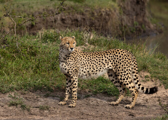 Portrait of a cheetah in the wooded forest of Masai Mara, Kenya