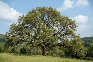 Fototapeta premium In mountainous regions, the Quercus pubescens species represents a surviving oak tree