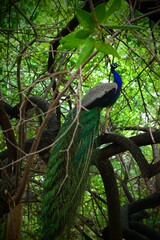 Fototapeta premium A vibrant peacock perched gracefully on a tree branch in a lush green forest, displaying its shimmering blue feathers and long, colorful tail. 