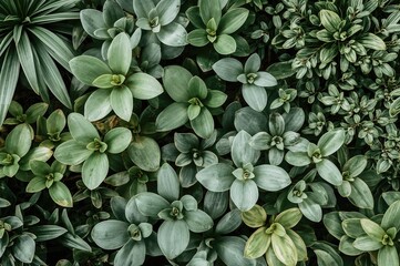 Fototapeta premium Creative combinations of plants