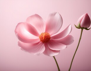 Obraz premium a pink flower in sharp focus against a white pink background