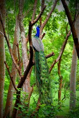 Naklejka premium A vibrant peacock perched gracefully on a tree branch in a lush green forest, displaying its shimmering blue feathers and long, colorful tail. 