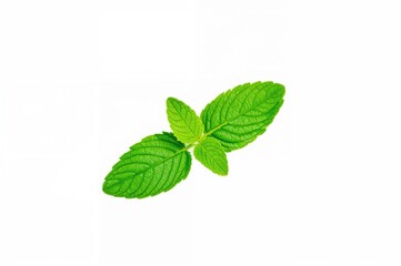 Green mint leaf isolated on a plain white surface