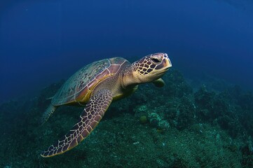 Obraz premium Green sea turtle (Chelonia mydas) gliding through clear tropical waters. Adorable marine creature captured during scuba diving in vibrant underwater habitats. Warm aquatic environment and sea life.