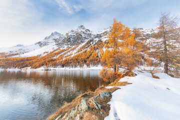 Autumn larches in the mountains with the first snow