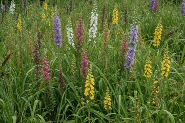A lively arrangement of Psiadia, Pseudognaphalium affine, and Solidago blossoms in a flourishing garden setting. The bright Everlasting flowers bring a playful charm to the natural landscape.