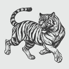 Engraving of running tiger, retro vintage wildlife sketch symbolizing strength, wilderness, predator power, and untamed jungle energy.