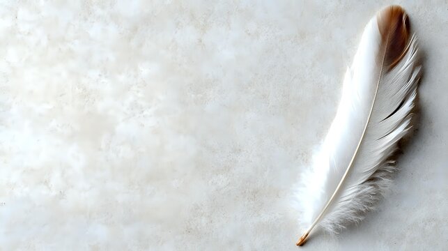 White and brown feather on light textured background with soft shadows, minimalist composition for creative writing and poetry concepts.