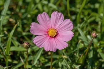 Obraz premium Single pink and red cosmos bloom on a transparent background, floral pattern, summer theme, isolated nature element, spring and grass design