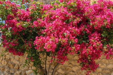 Naklejka premium Bright pink bougainvillea glabra flowers flourish outdoors with rich green leaves, forming a stunning natural display in a scenic island environment