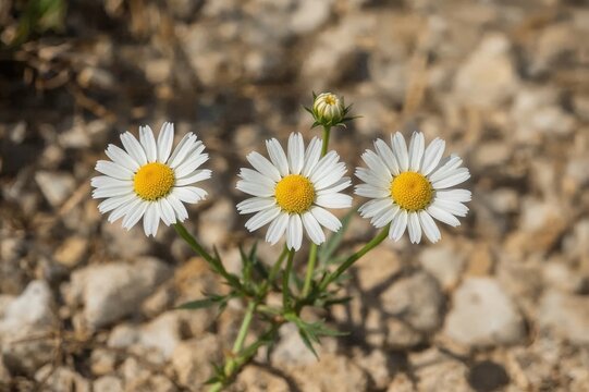 Blooms of Reichardia tingitana, a biennial or perennial plant in the daisy family, typically found in Mediterranean habitats.