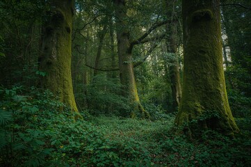 Obraz premium Dense woodland landscape with moss-covered tree trunks