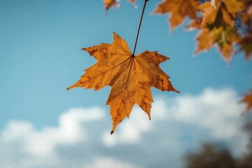 Fototapeta premium Close-up of a maple leaf against a clear sky with a soft-focus backdrop and room for text
