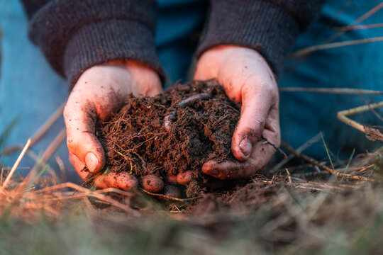 farmer collecting soil samples in a test tube in a field. Agronomist checking soil carbon and plant health on a farm