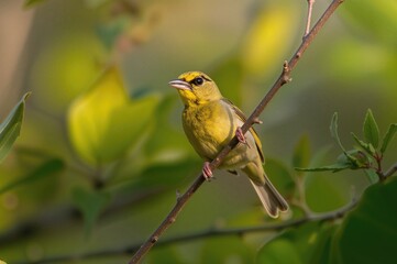 Fototapeta premium Gazing at a male yellow warbler resting on a tree limb, showcasing its yellow feathers with brown streaks on the chest.