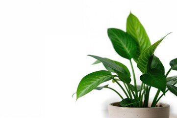 Close-up view of a potted houseplant with green leaves against a white background