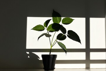 窓際の日向にある観葉植物