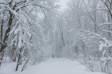 Fototapeta premium Scenic view of a snowy woodland following a major snowstorm