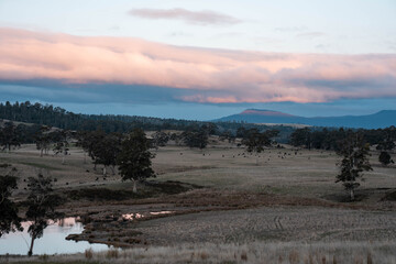 aerial view, top down over tree and shrubs, of the Australian bush. forest in Australia.
